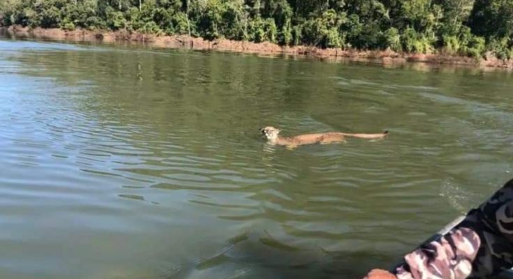 On A Parda Vista Atravessando Rio Em Santa Catarina O Janel O