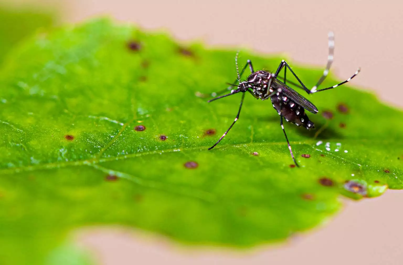 Cambori J Registrou Cinco Bitos Por Dengue Neste Ano O Janel O